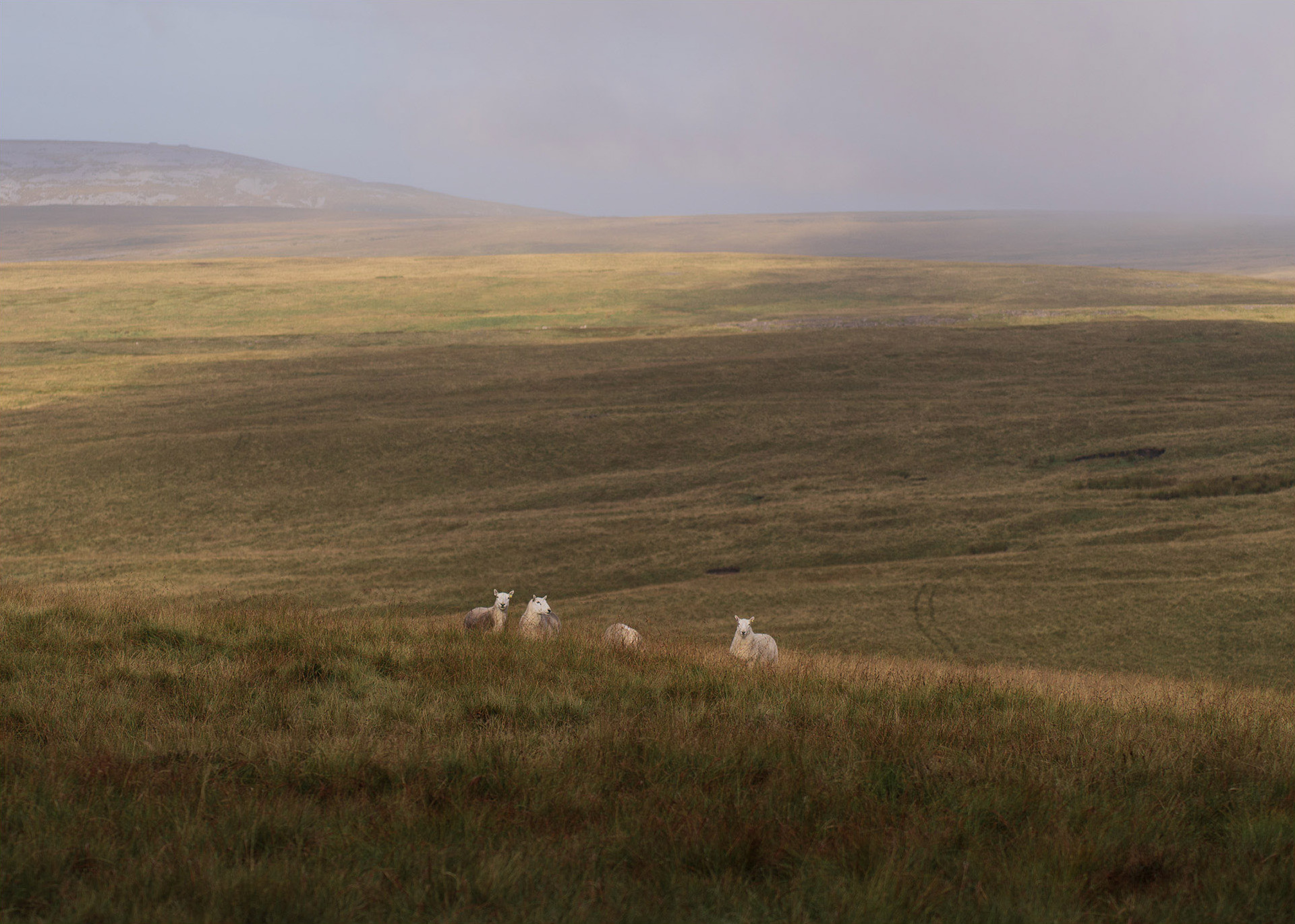 Brecon Beacons: Black Mountain Area
